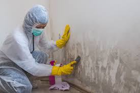 Why You Should Choose Our Mold Remediation Services in Ensley, FL